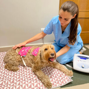 Fisioterapia veterinaria a domicilio magnetoterapia perro