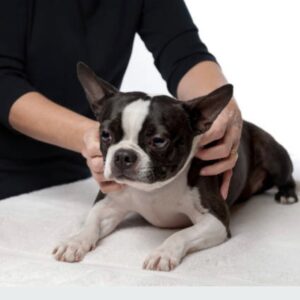 Fisioterapia veterinaria a domicilio