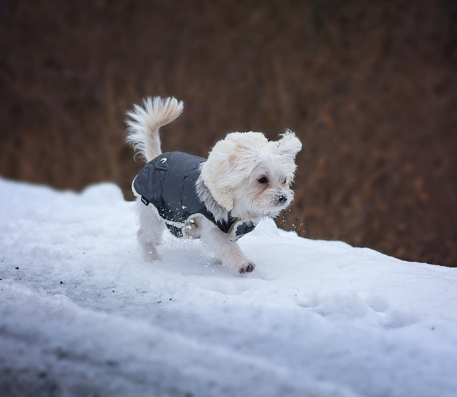 perro abrigo frio